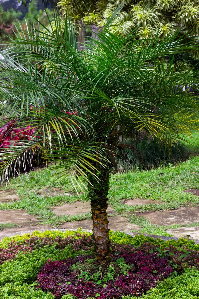 Pygmy Date Palm