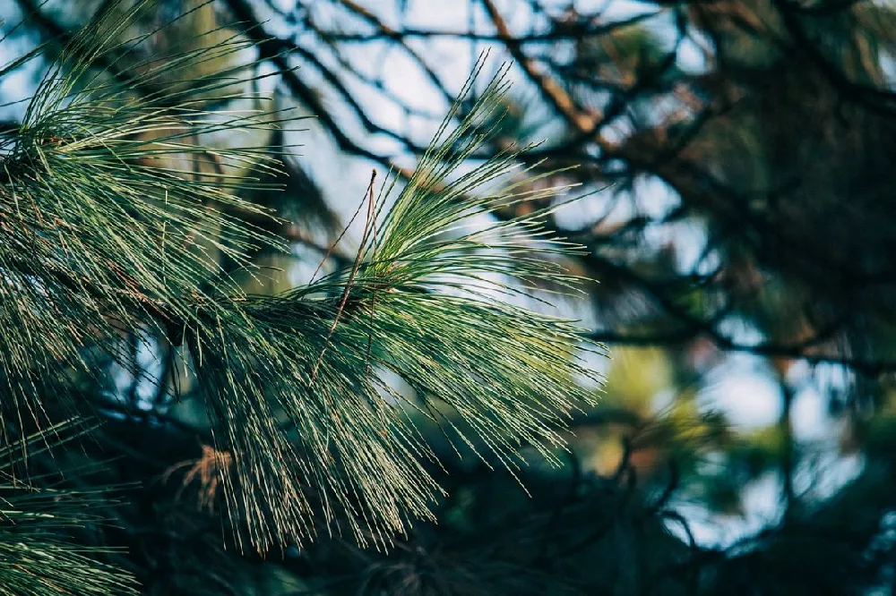 Vanderwolf's Pyramid Limber Pine