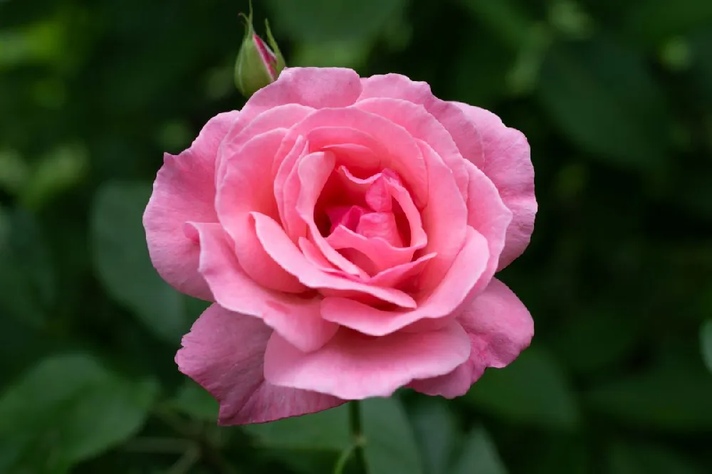 Queen Elizabeth Rose