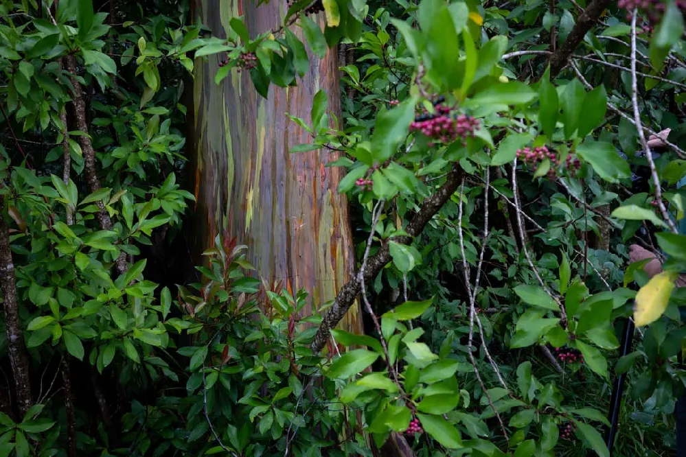 Rainbow Eucalyptus leaves