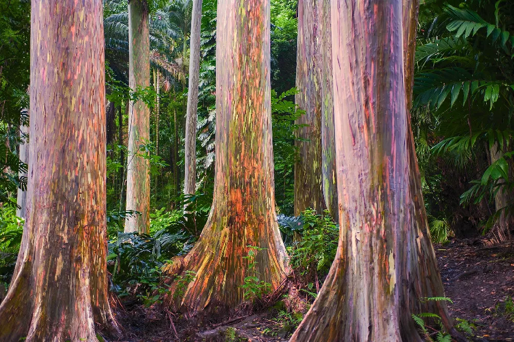 Rainbow Eucalyptus