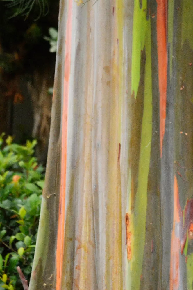 Rainbow Eucalyptus