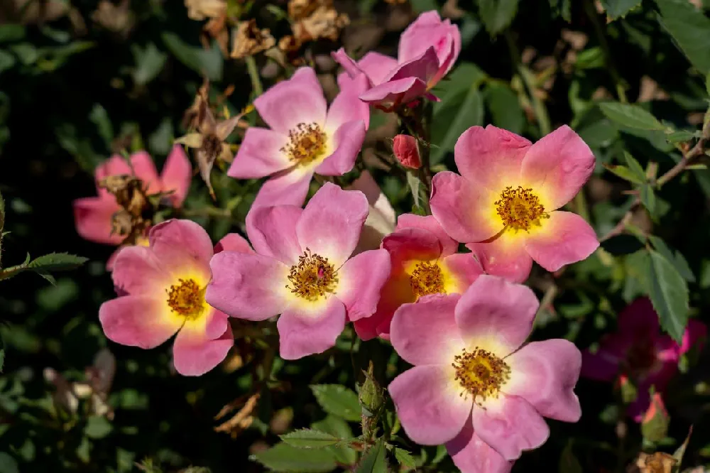 Rainbow Knock Out® Rose Tree