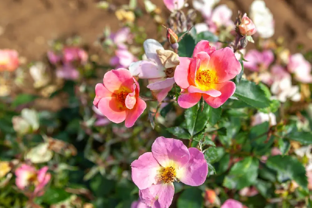 Rainbow Knock Out® Rose Tree