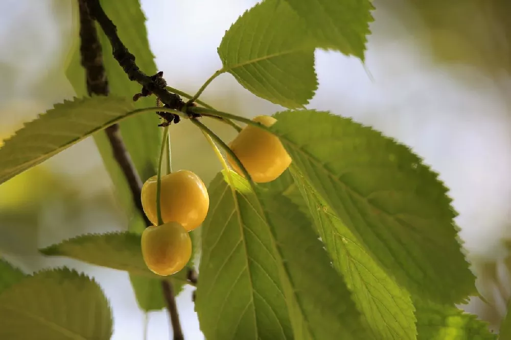 RainierCherryTree 3