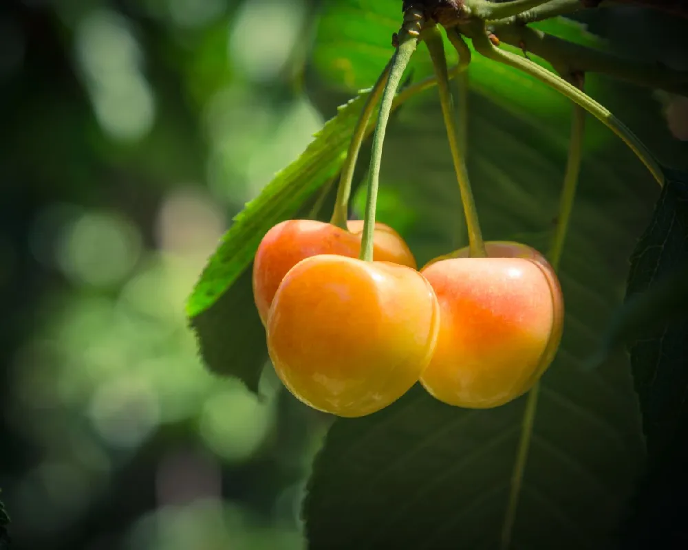 Rainier Cherry Tree 