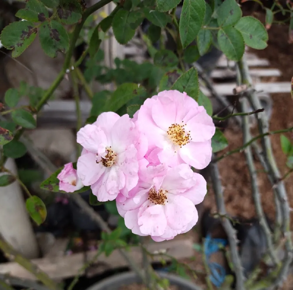 Raspberry Kiss™ Rose Tree
