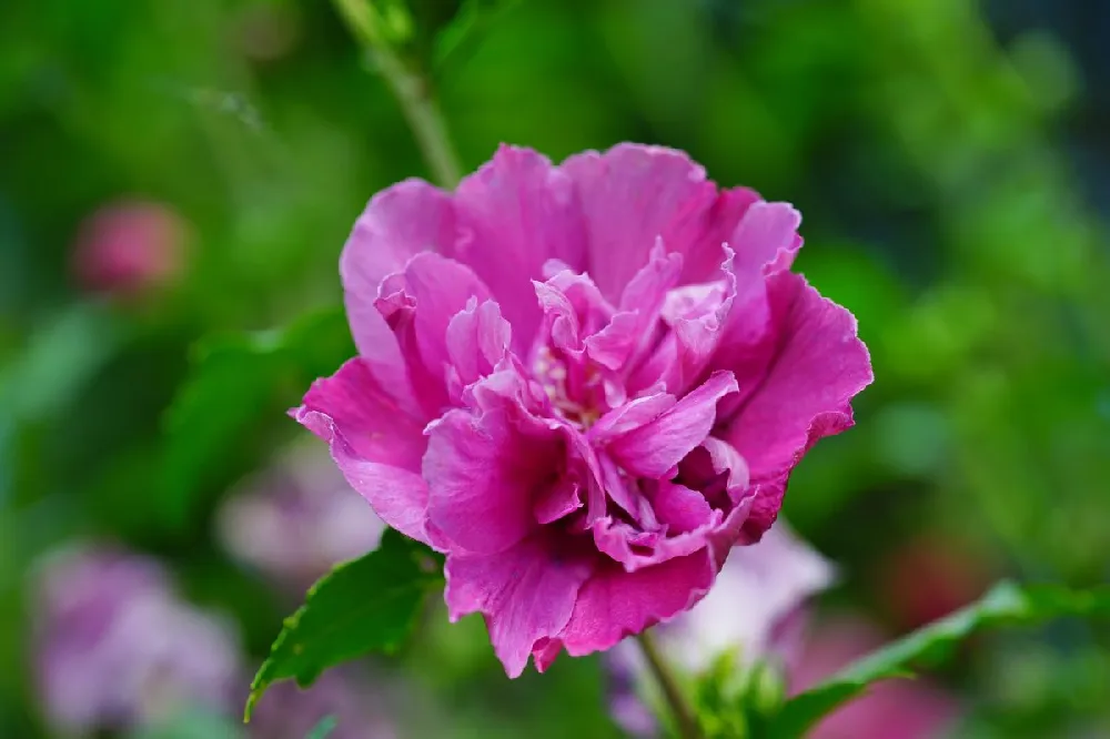 Raspberry Smoothie™ Rose of Sharon Althea