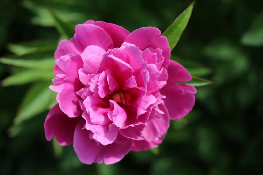 Raspberry Smoothie™ Rose of Sharon Althea