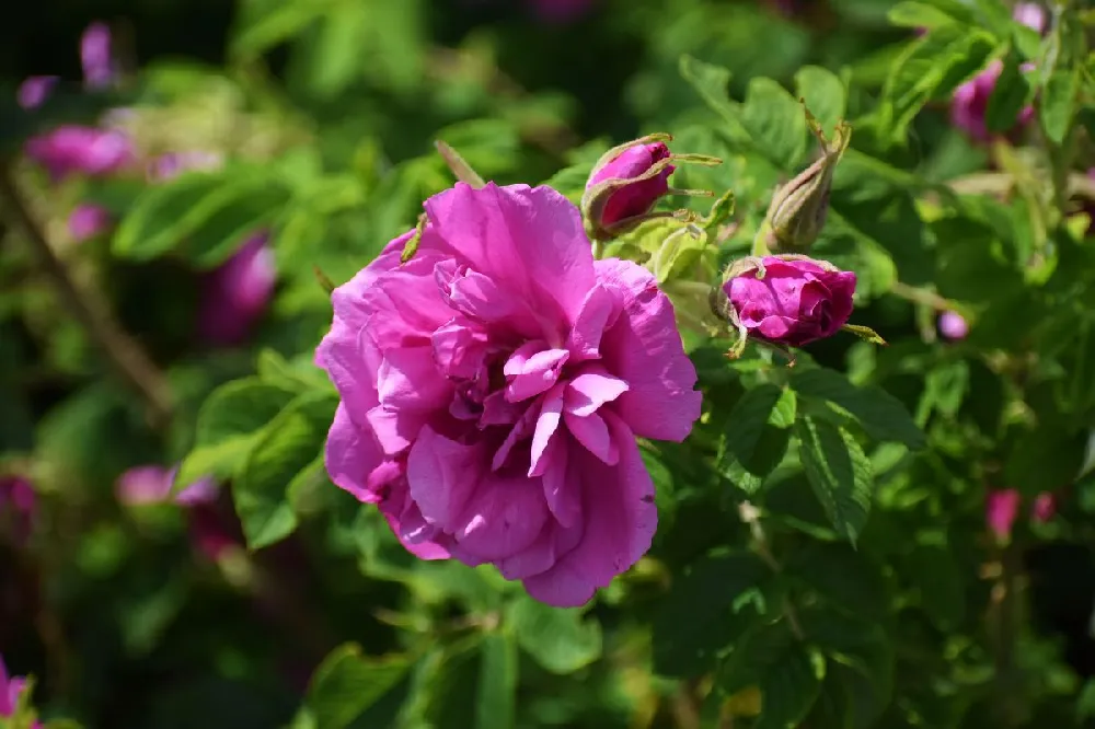 Raspberry Smoothie™ Rose of Sharon Althea