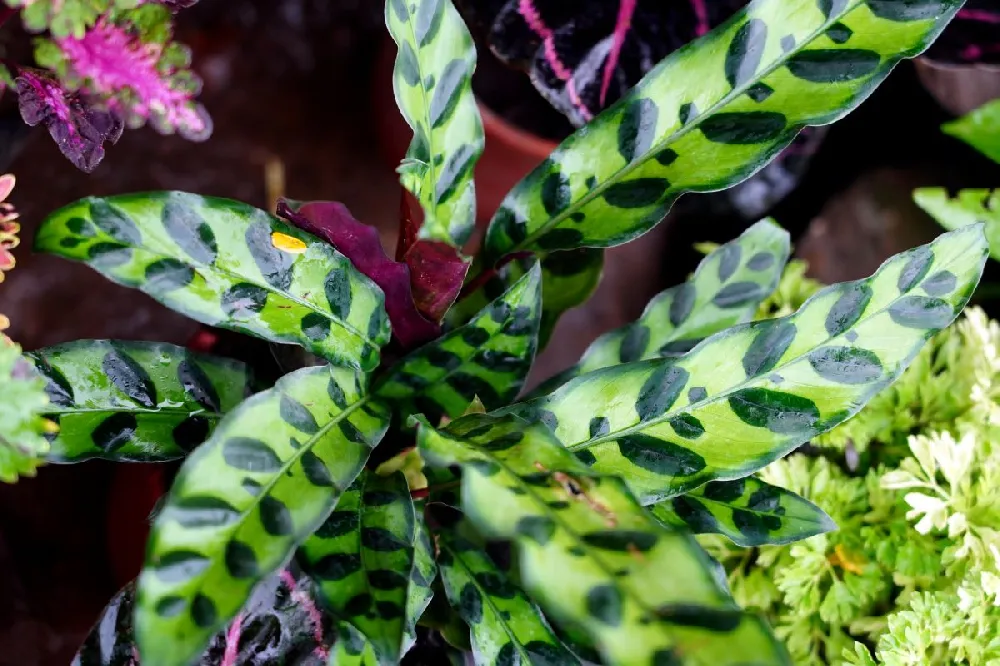 Rattlesnake Plant