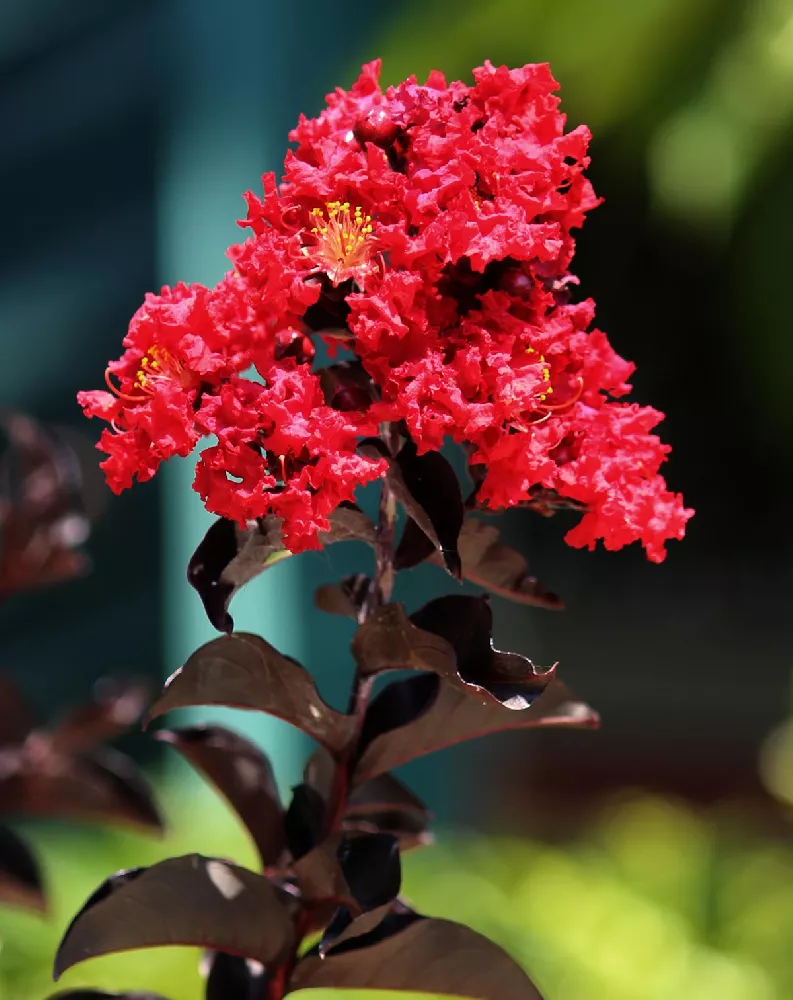 Black Diamond Crape Myrtle