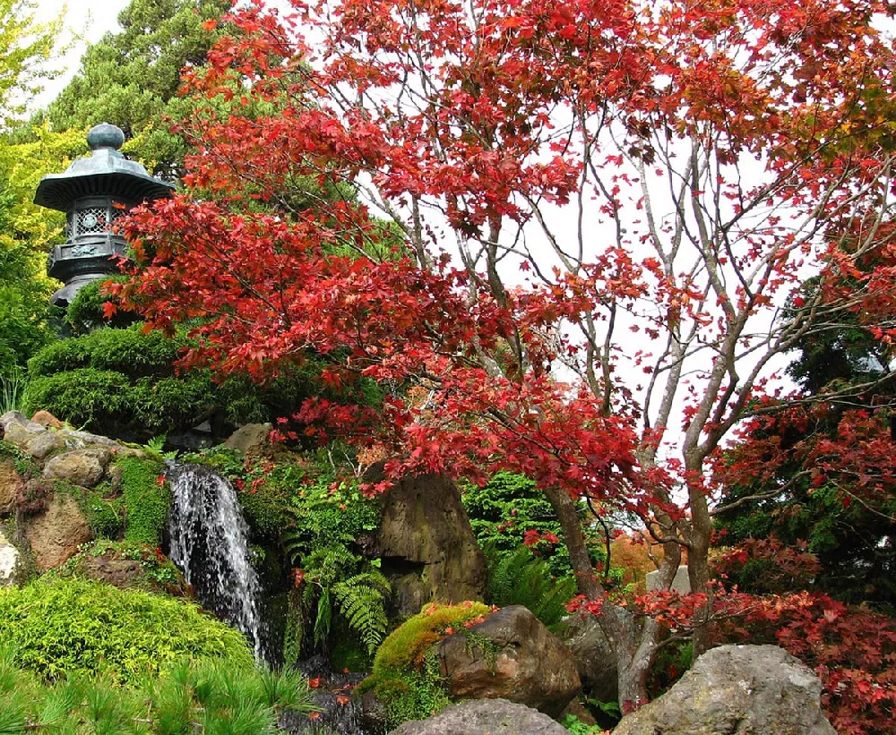 Red Japanese Maple Tree