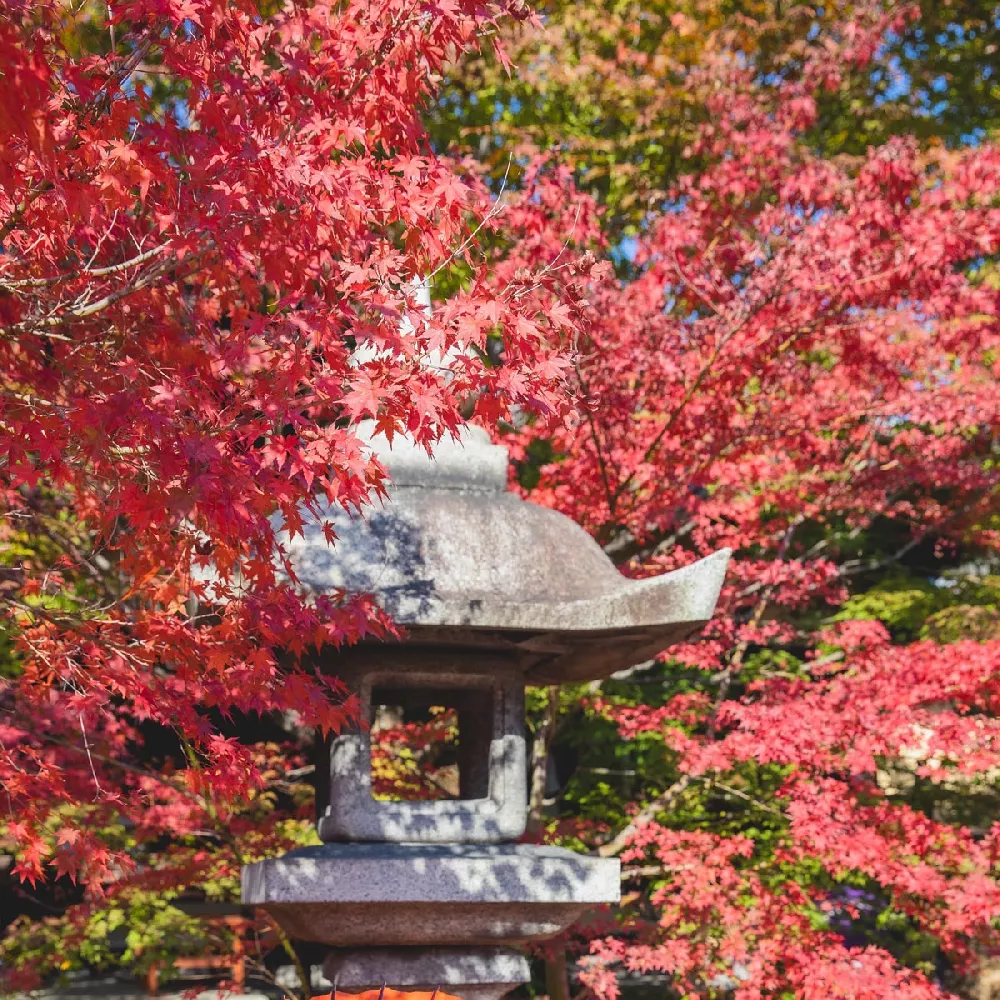 Red Japanese Maple Tree 2