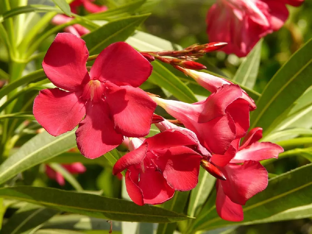 Red Oleander