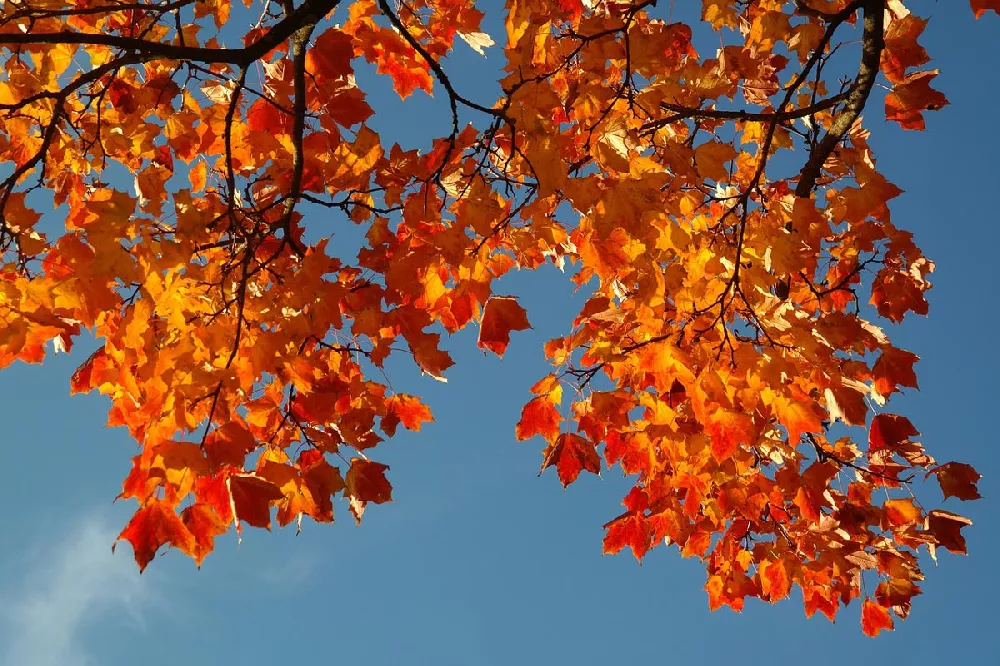 Red Sunset Maple Tree 1