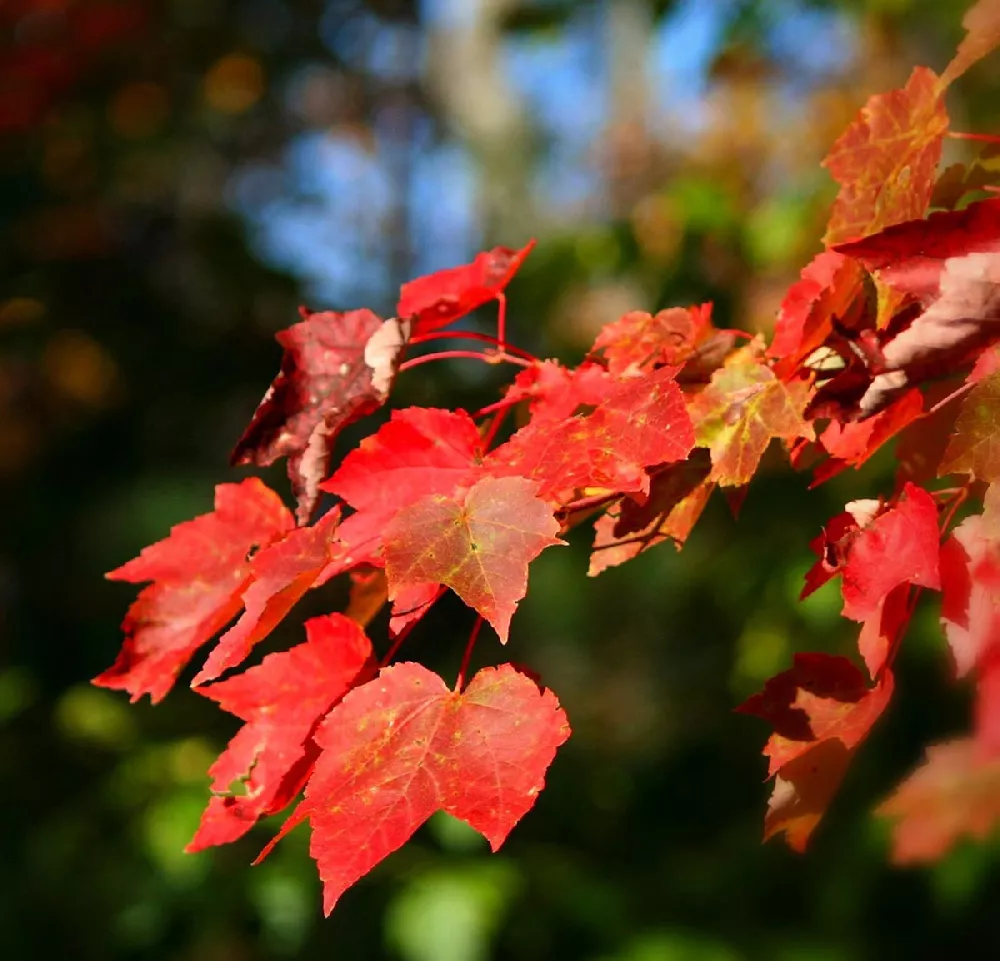 Red Sunset Maple Tree 2