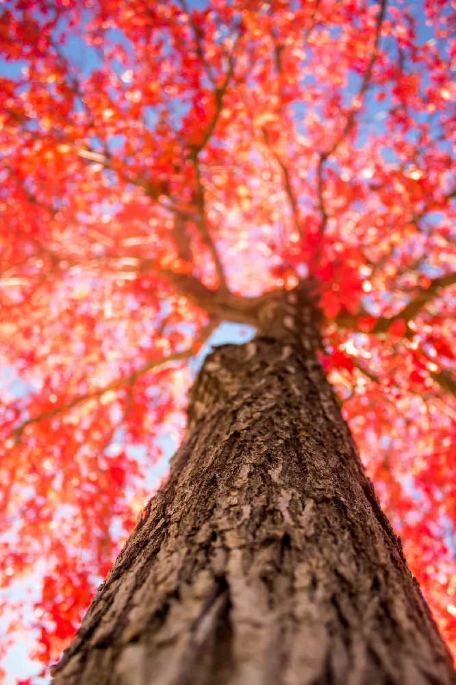 Red Sunset Maple Tree 3