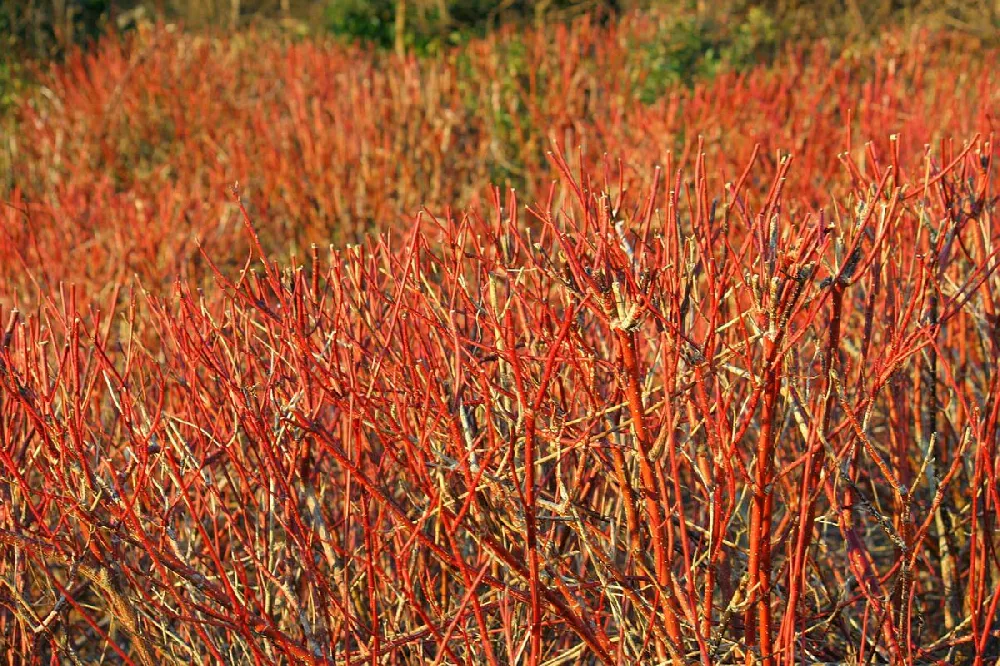 Red Twig Dogwood