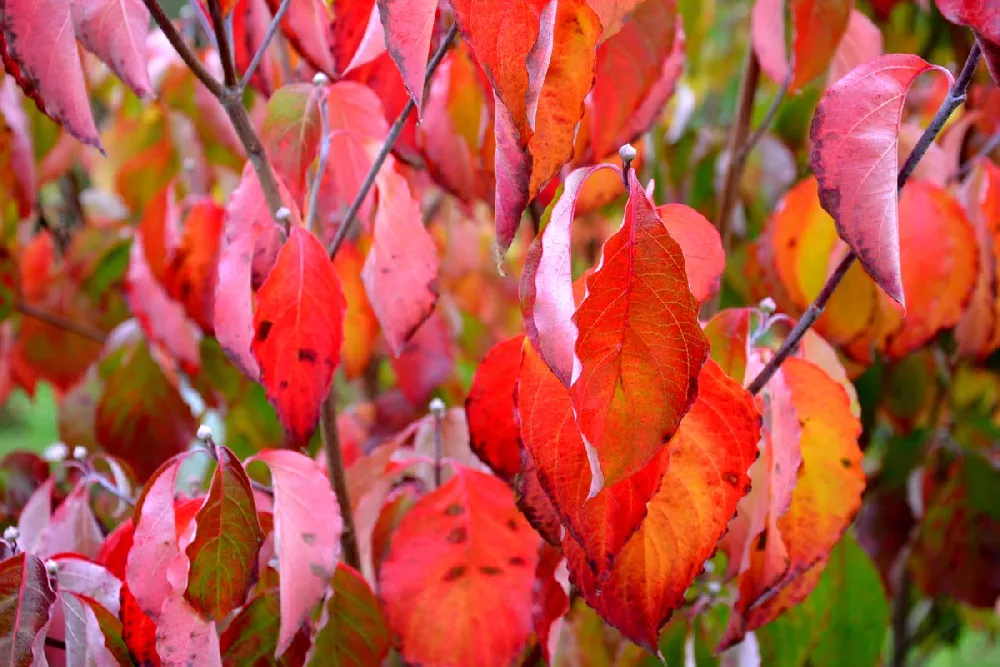 Red Twig Dogwood leaves