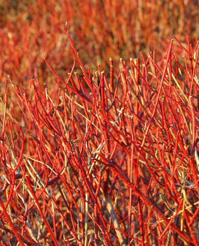 Red Twig Dogwood close-up