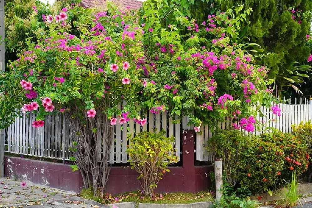 Bougainvillea flowers