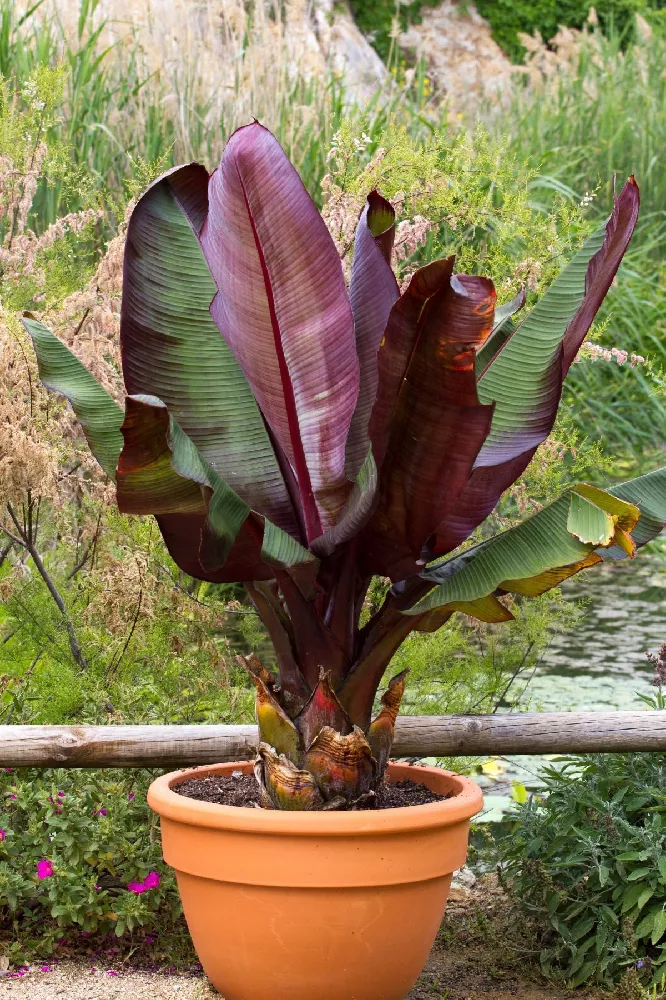 Red Abyssinian Banana 1