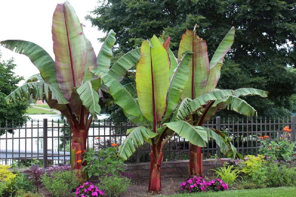 Red Abyssinian Banana 2