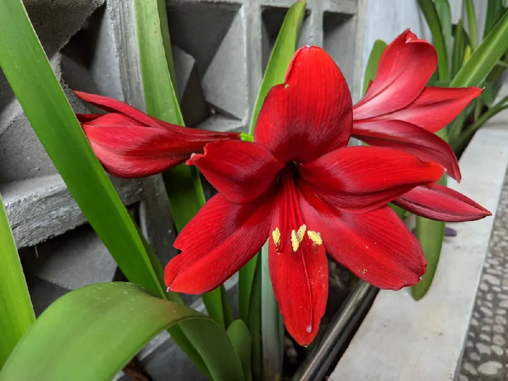 Red Amaryllis with White Tulips and Star of Bethlehem