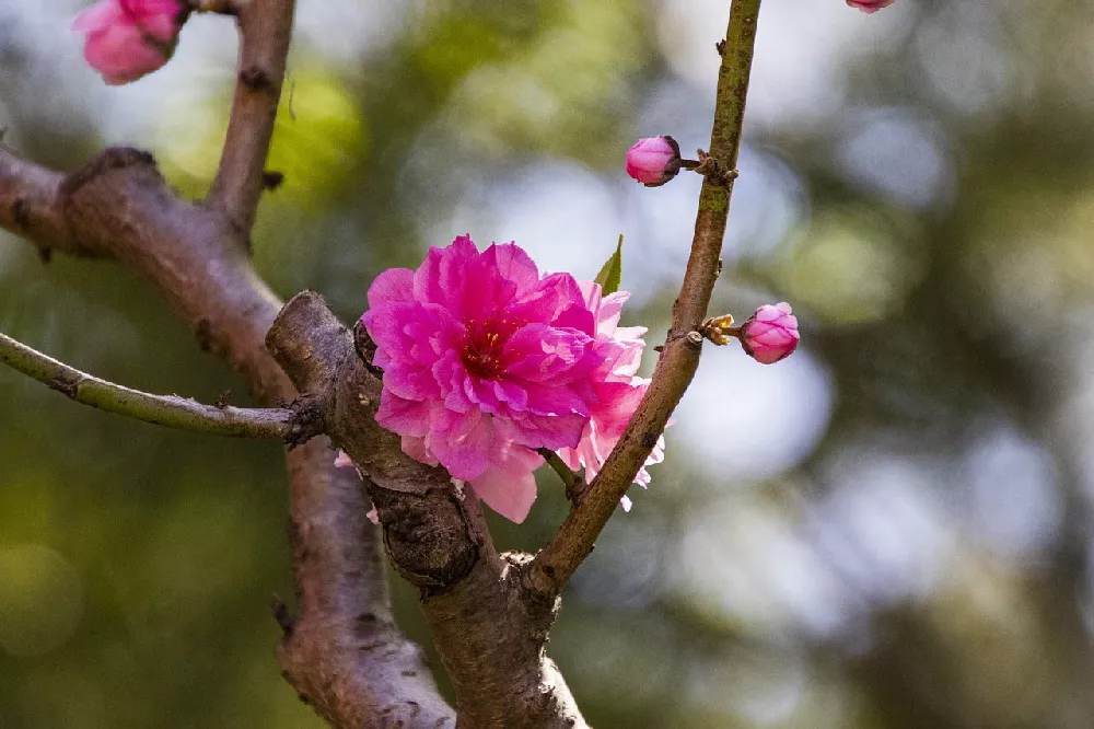 Red Baron Peach flower