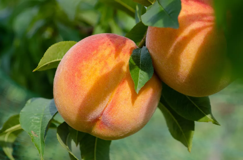 Red Baron Peach Tree