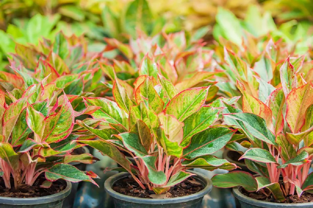 Red Chinese Evergreen Plant