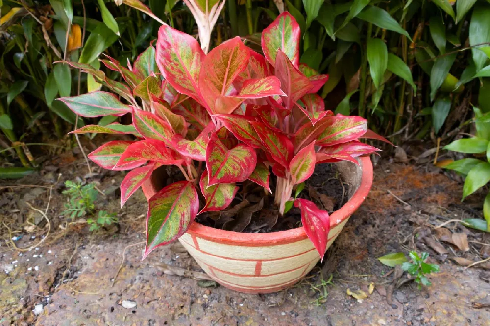 Red Chinese Evergreen Plant 