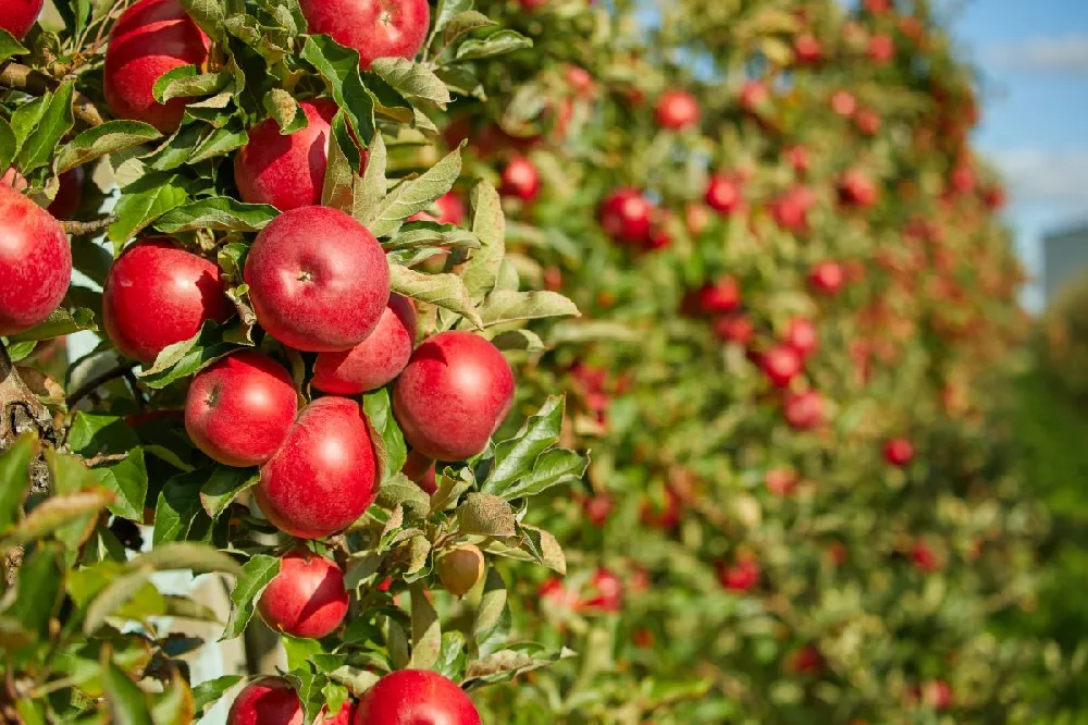 Red Delicious Apple Tree