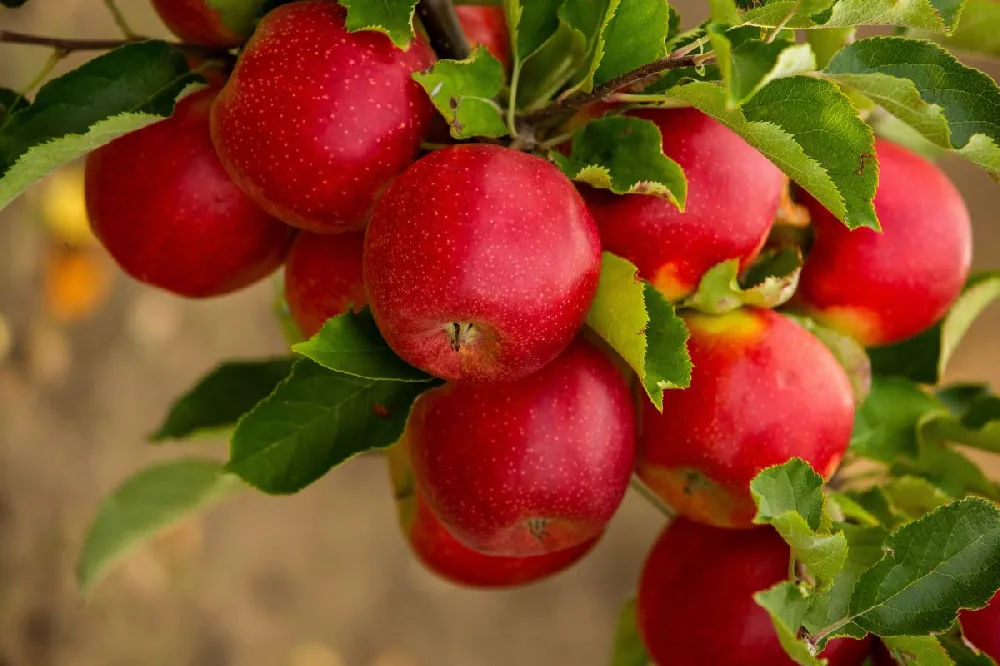 Red Delicious Apple Tree