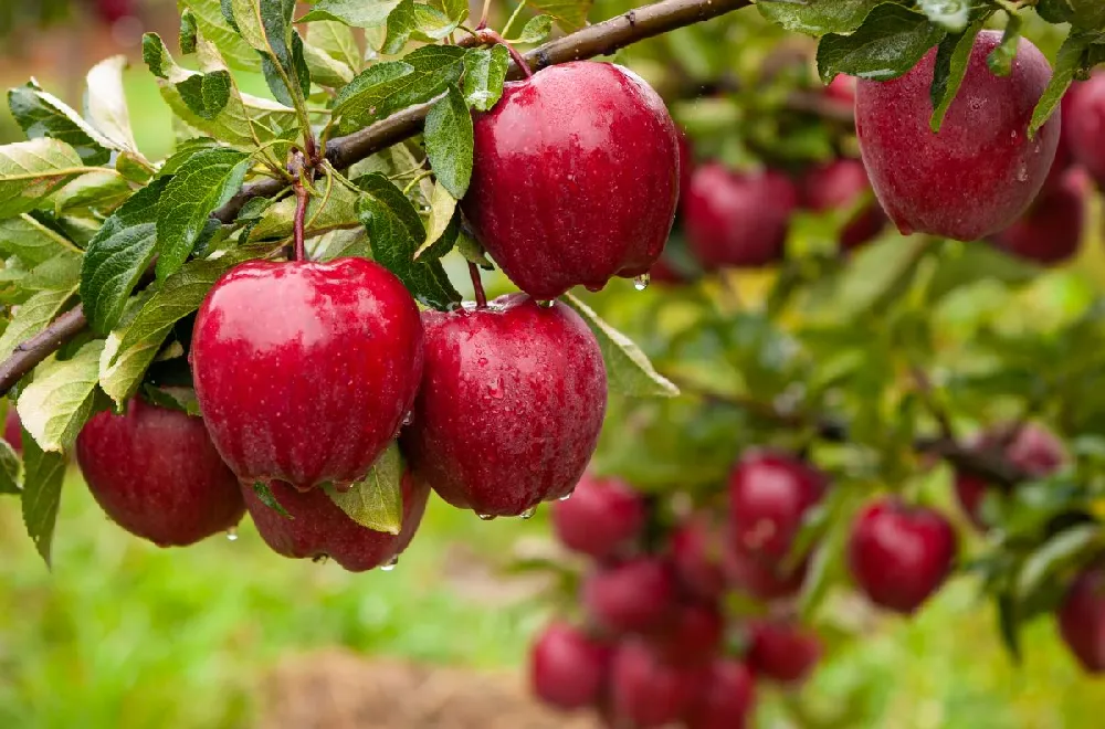 Red Delicious Apple Tree