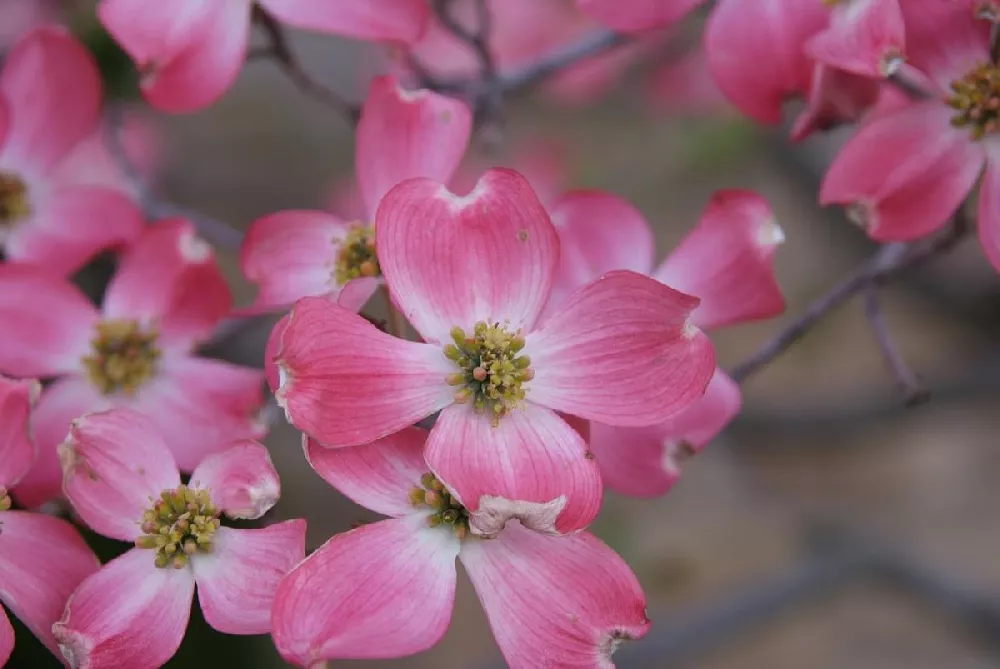 Red Flowering Dogwood