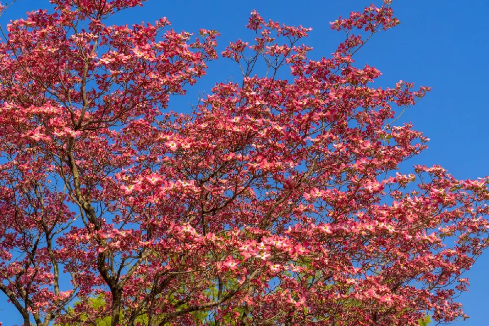 Red Flowering Dogwood