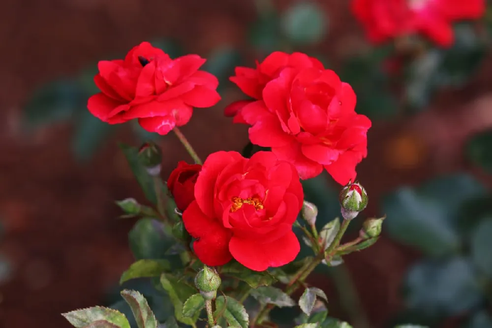 Red Drift® Rose