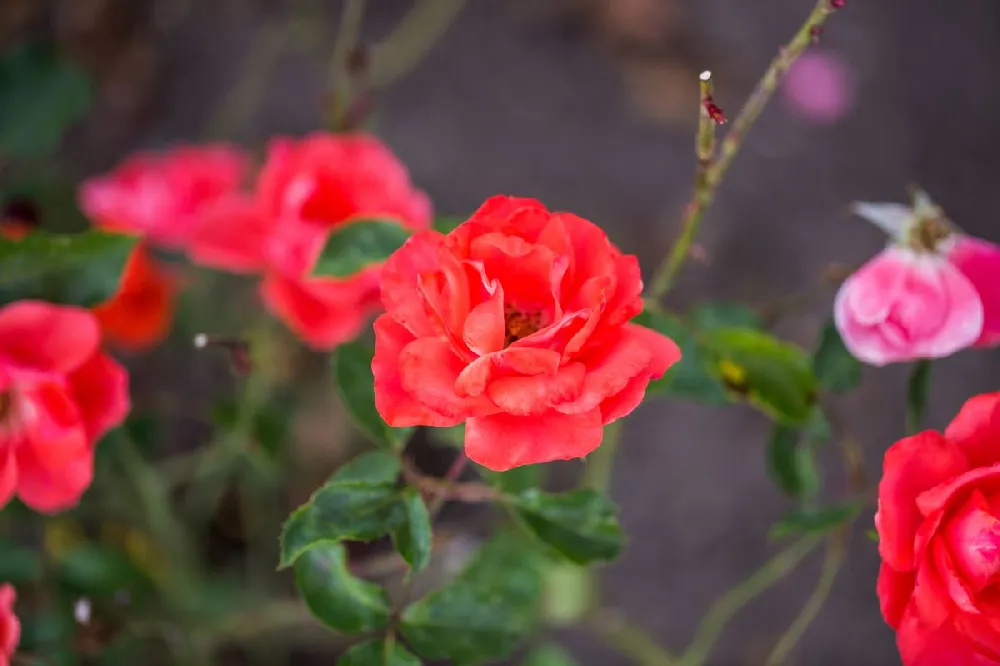 Red Drift® Rose