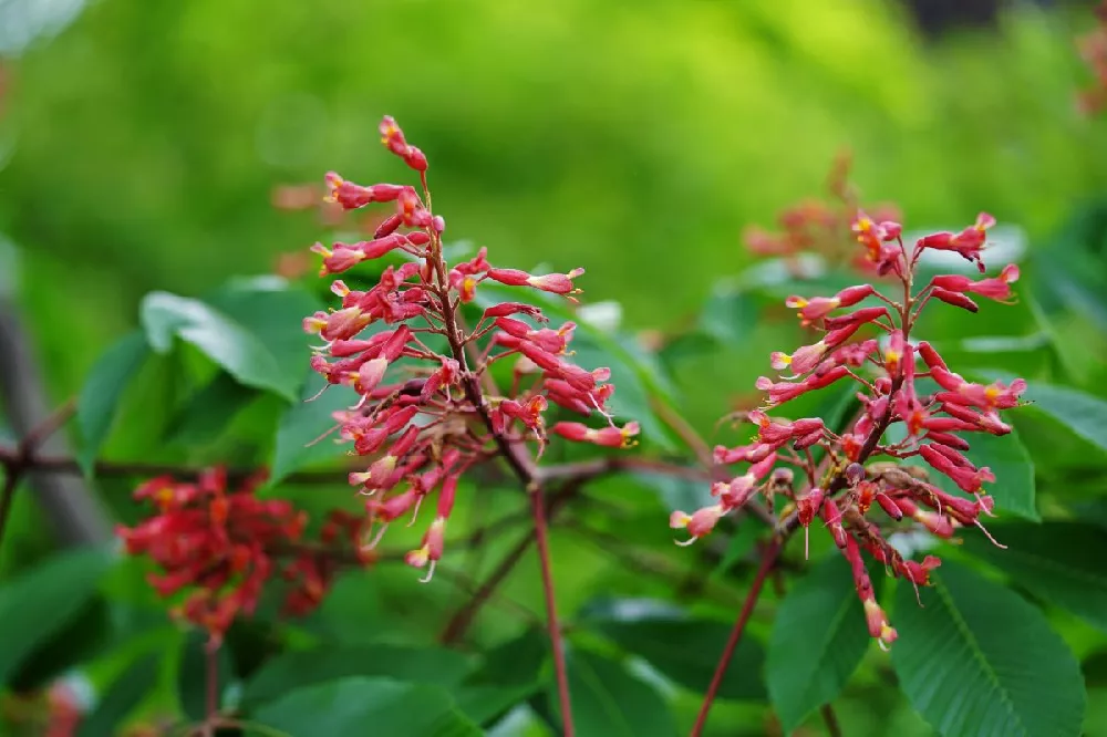 Red Dwarf Buckeye Tree