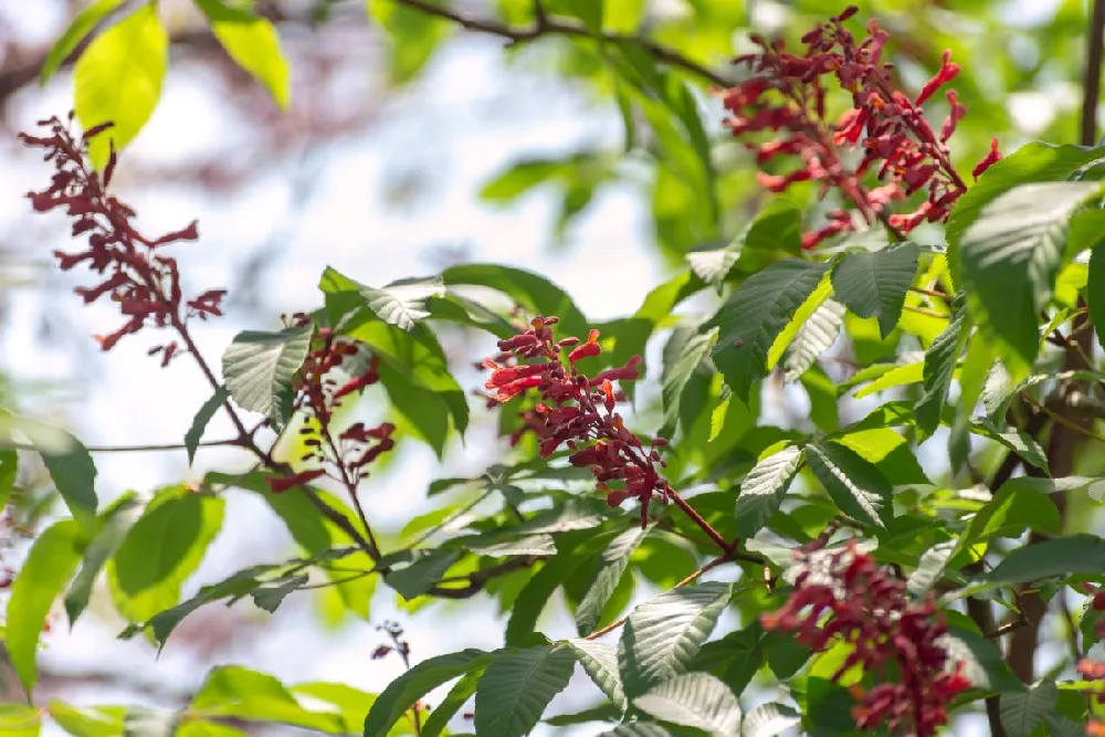 Red Dwarf Buckeye Tree