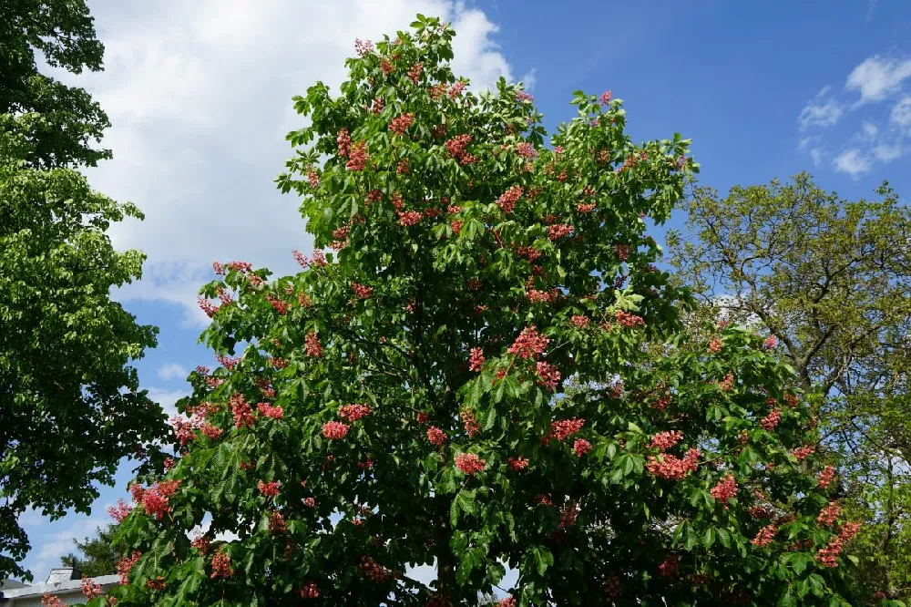 Red Dwarf Buckeye Tree
