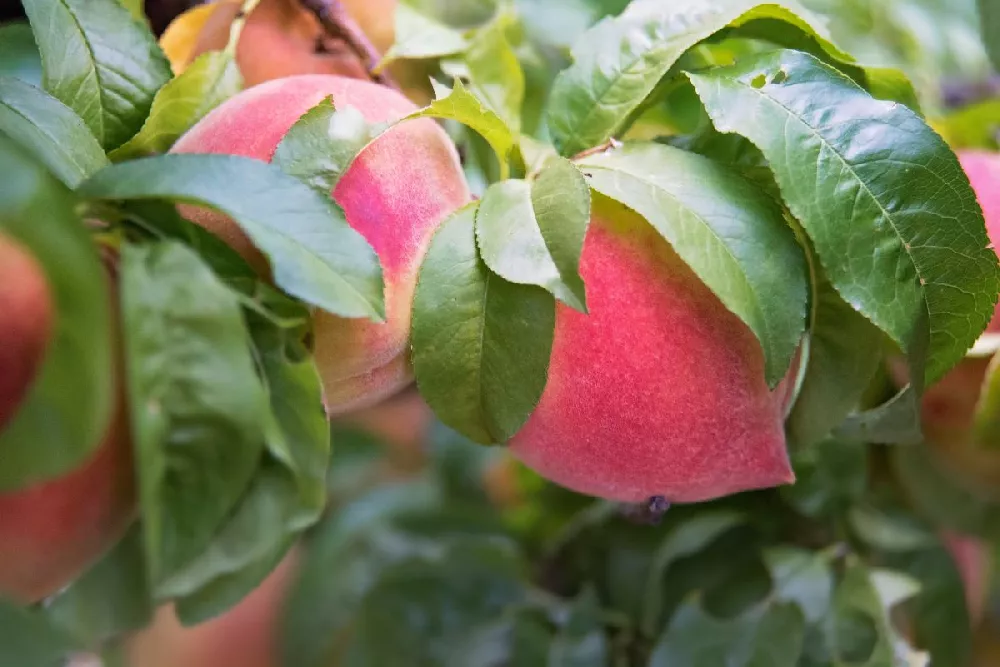Red Haven Peach Tree