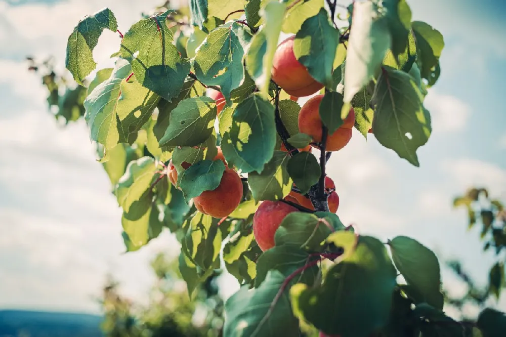 Red Haven Peach Tree