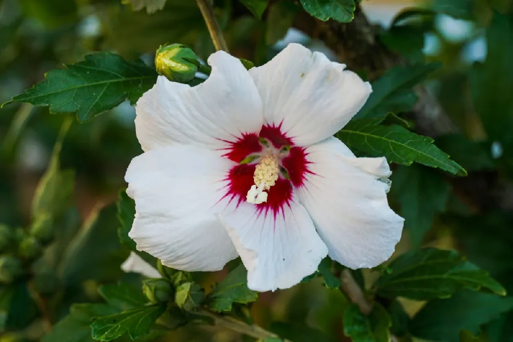 Red Heart Rose of Sharon Althea Shrub