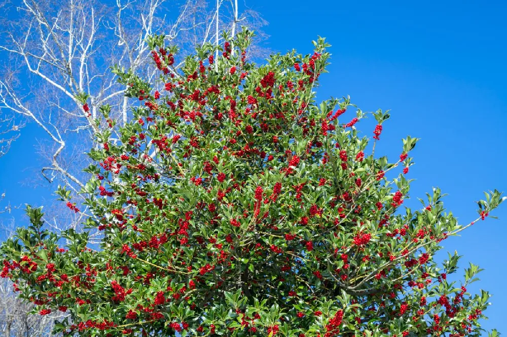 Robin™ Red Holly Tree