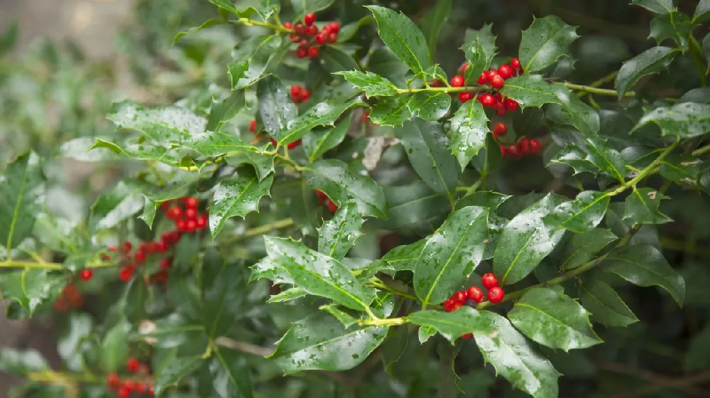 Robin™ Red Holly Tree