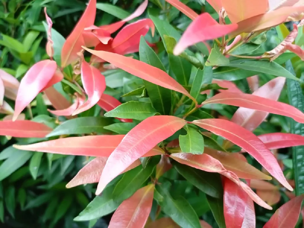 Red Leaf Tea Plant