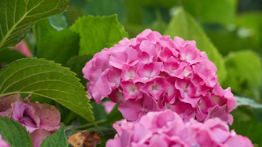 Red N' Pretty® Hydrangea Shrub